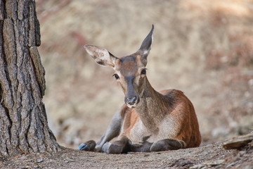 Young deer resting. Sierra de las Nieves Natural Park. Malaga, Spain