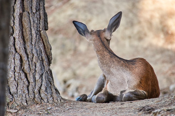 Young deer resting. Sierra de las Nieves Natural Park. Malaga, Spain