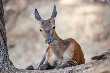 Young deer resting. Sierra de las Nieves Natural Park. Malaga, Spain