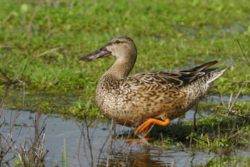 Naklejka na ściany i meble Female common spoon duck (anas clypeata) in the lagoon of Fuente de Piedra, Malaga. Spain