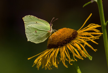 Common Brimstone (Gonepteryx rhamni) butterfly collects nectar on the flower Elecampane