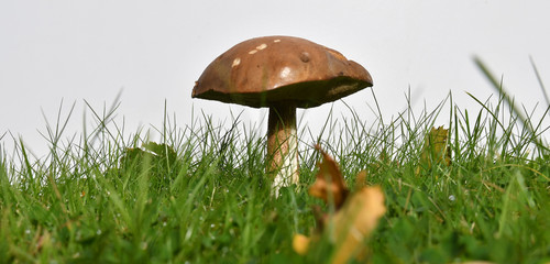 mushroom in grass - white background - 16:9