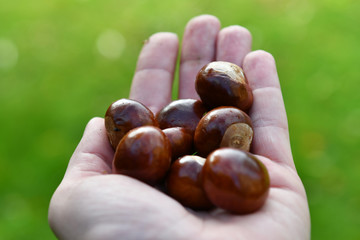 chestnuts in hands