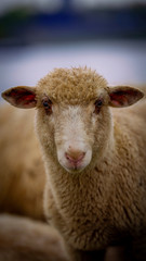 Obraz premium Mr. Sheep on the farm