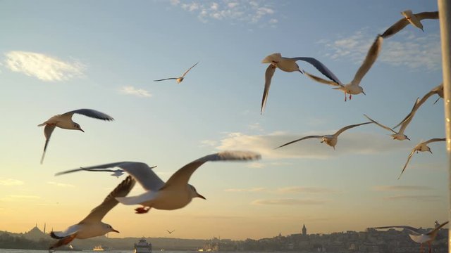 Seagulls From Ferry with Istanbul City Silhouette at Sunset