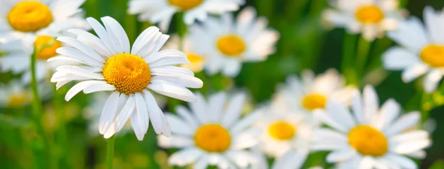 Poster Im Rahmen Beautiful white daisy flowers in sunny day © artsandra