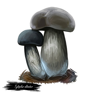 Tylopilus alboater black velvet bolete, bolete fungus in the Boletaceae family. T. alboater mushroom closeup digital art illustration. Web print, clipart design. Hand drawn grey velvet fungus.