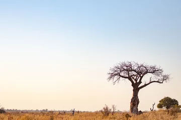 Gordijnen Baobab tree in an African savanna landscape at sunset. sunsets in africa, typical african savannah landscape with baobabs and bush. Adventure holidays in Africa with safari in the wild nature reserve © PAOLO
