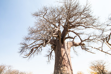 Baobab tree in an African savanna landscape at sunset. sunsets in africa, typical african savannah...