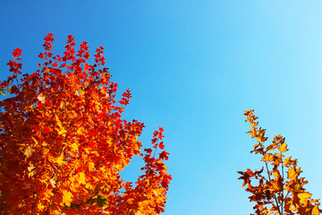 Colorful maple foliage over blue sky background. Nature background. Beautiful autumn leaves over blue sky.