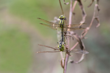 A pair of Emperor Dragonfly or Blue Emperor (Anax imperator) copulate
