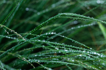 dew on grass, rainy day in the forest