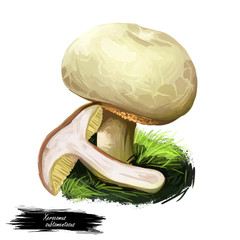Xerocomus subtomentosus, suede or boring brown bolete mushroom closeup digital art illustration. Boletus has pale cream cap. Mushrooming season, plant of gathering plants growing in wood and forest