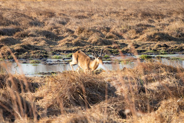 Red lechwe (Kobus leche) in savanna Botswana. Antelope kobus, tipical herbivore in south africa. Lechwe during game drive safari, prey for lions and leopards