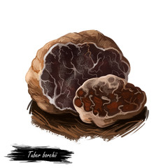Tuber borchii or whitish truffle mushroom closeup digital art illustration. Boletus has brown body and grows under ground. Mushrooming season, plant of gathering plants growing in woods and forests