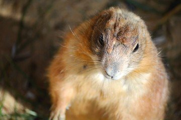 una marmota marrón de pie