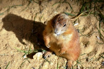 una marmota marrón de pie