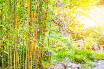 Obraz na płótnie Canvas Bamboo Trees in Japanese Tea Garden with sunlight.