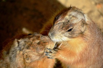 dos marmotas dándose un beso