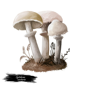 recommend clip art: Cystoderma carcharias mushroom closeup digital art illustration. Boletus has off white and pale tinged cap with ring. Mushrooming season, plant of gathering plants growing in woods and forests