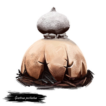 Geastrum pectinatum, beaked or beret earthstar mushroom closeup digital art illustration. Boletus has cream fruit body and looks like star or flower. Mushrooming season, growing in wood and forest