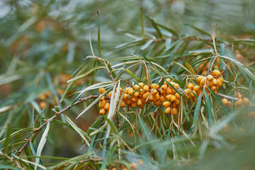 Sea buckthorn berries