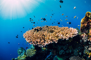 Fototapeta na wymiar Underwater ocean life with corals and tropical fish. Underwater sea nature in ocean