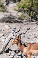 Closeup of an Impala - Aepyceros melampus- grazing on the plains of Etosha National Park, Namibia.