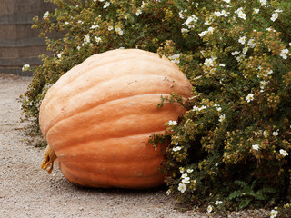 (Cucurbita) Citrouilles, potirons, courges ou cougourdes