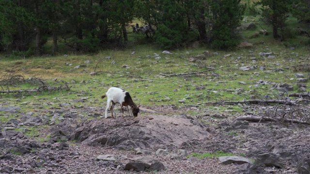 wild goat eating in the grass