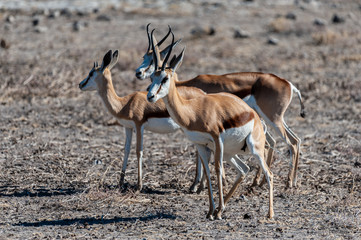 Closeup of a herd of Impalas - Aepyceros melampus- grazing on the plains of Etosha National Park, Namibia.