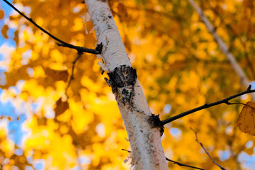 Birch branch with yellow leaves in the autumn forest.