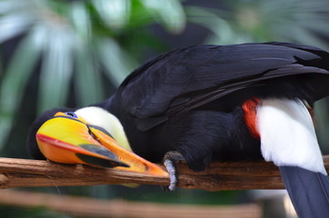 Un toucan malicieux. Un toucan s'amuse. Les jeux d'un toucan.