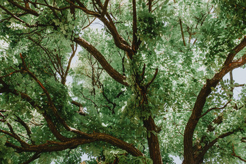 tree canopy background - obrazy, fototapety, plakaty