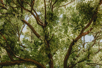 tree canopy background