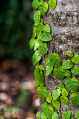 vine