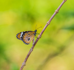 Monarch Butterfly (Danaus plexippus) sits on a dry stem of a plant on a yellow-green blurred background