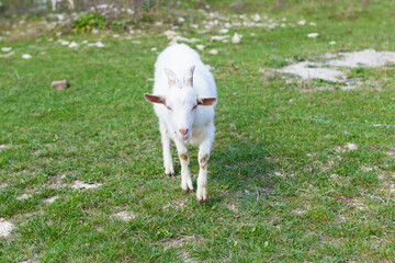 Obraz premium Domestic animal husbandry . A young white goat grazes in a pasture or meadow and eats grass on a Sunny day. Farm lifestyle, farm animals, ranches, the countryside.