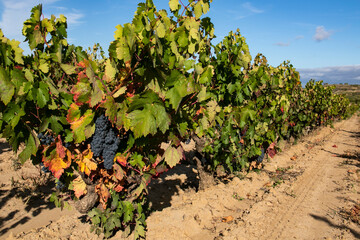 Cepas de uvas en la Rioja