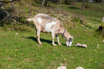 Domestic animal husbandry . A young white goat grazes in a pasture or meadow and eats grass on a...