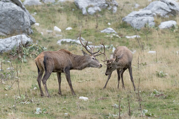 Naklejka na ściany i meble Combat between Red deer in rutting season (Cervus elaphus)