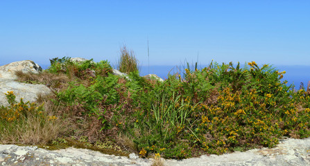Rock with ferns and plants with flowers with the sea in the background
