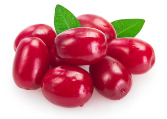 Fresh dogwood on white background