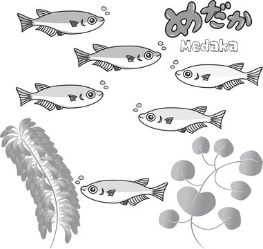575 件の最適な めだか 画像 ストック写真 ベクター Adobe Stock