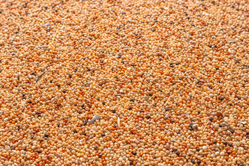Bird seeds texture. Healthy cereal mixture for budgerigar, andle view background.