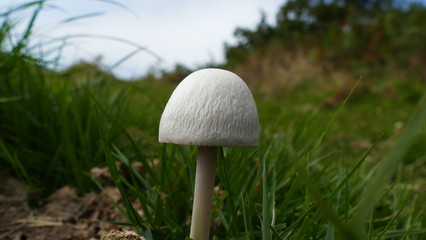White mushroom in the grass of the bush