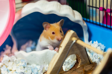 cute hamster