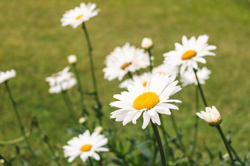 Obraz na płótnie Canvas White flowers in the garden with bright nature light.