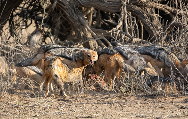 Black-backed Jackals