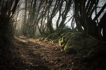 chemin en automne hiver dans un sous-bois